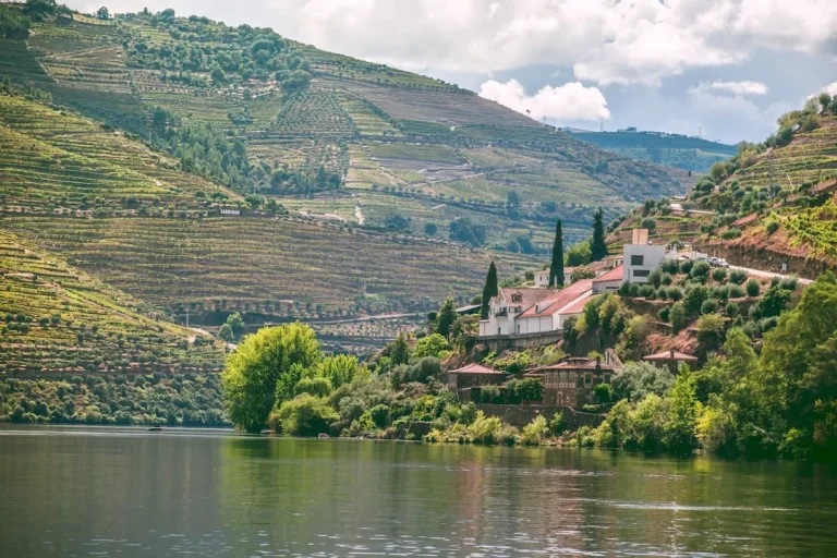 Dão : Pourquoi ce vin portugais est le joyau caché de Viseu ?