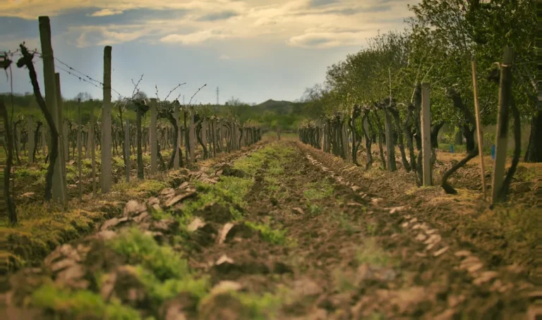 Vin Biodynamique : Le secret d&rsquo;une vigne vivante et d&rsquo;un goût unique ?