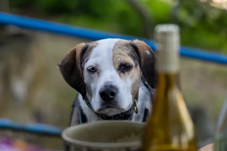 Pet Nat : La bulle naturelle qui va révolutionner vos apéros ?