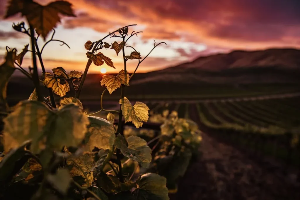 vin nature guide complet